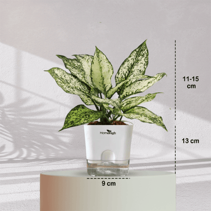 Aglaonema Snow White With Self Watering Pot - Homebagh