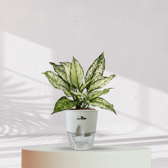 Aglaonema Snow White With Self Watering Pot - Homebagh