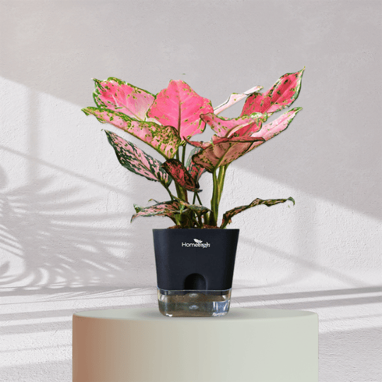 Aglaonema Valentine Pink Plant With Self Watering Pot - Homebagh