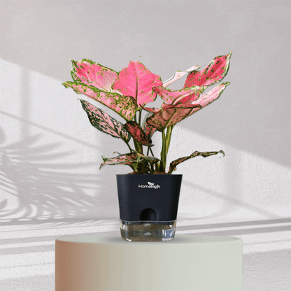 Aglaonema Valentine Pink Plant With Self Watering Pot - Homebagh