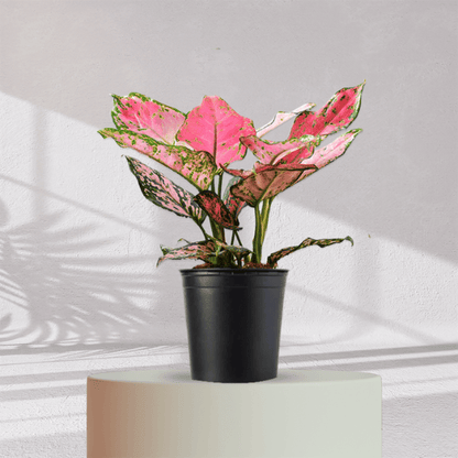 Aglaonema Valentine Pink Plant With Self Watering Pot - Homebagh