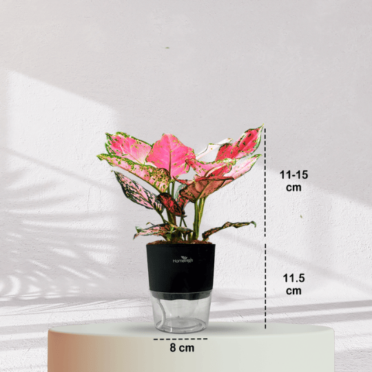 Aglaonema Valentine Pink Plant With Self Watering Pot - Homebagh
