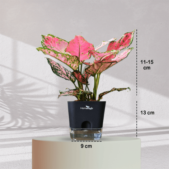 Aglaonema Valentine Pink Plant With Self Watering Pot - Homebagh