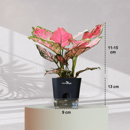 Aglaonema Valentine Pink Plant With Self Watering Pot - Homebagh