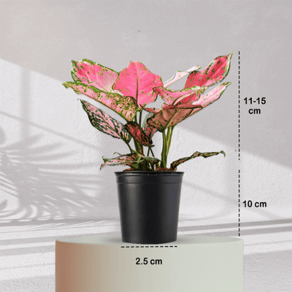 Aglaonema Valentine Pink Plant With Self Watering Pot - Homebagh