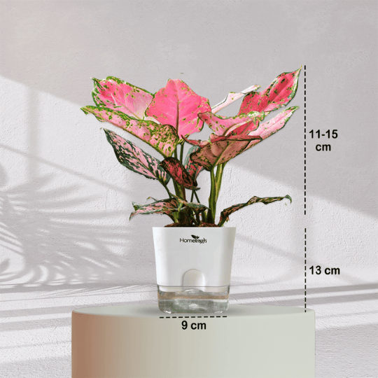 Aglaonema Valentine Pink Plant With Self Watering Pot - Homebagh