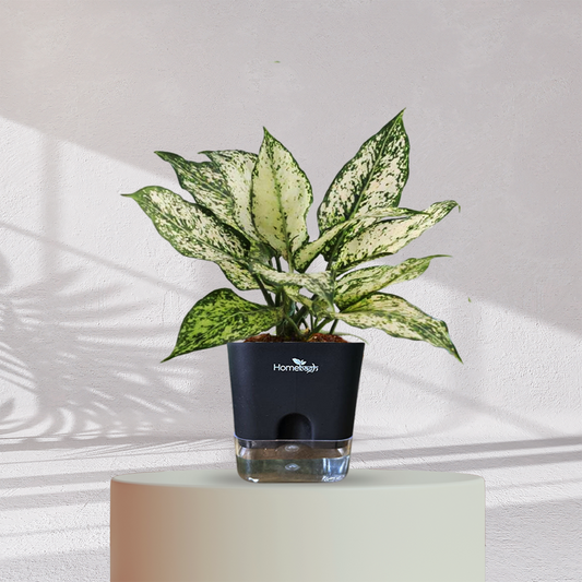 Aglaonema Snow white