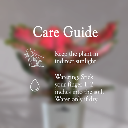 Aglaonema Valentine Pink Plant With Self Watering Pot - Homebagh