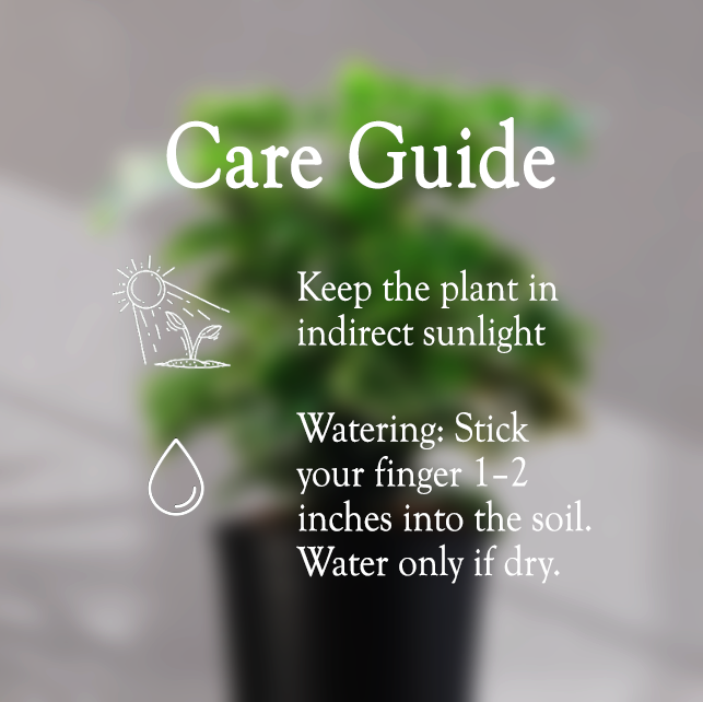 ARALIA PLANT With Self Watering Pot - Homebagh