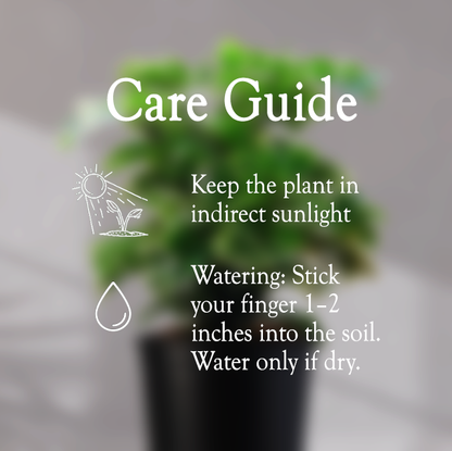 ARALIA PLANT With Self Watering Pot - Homebagh