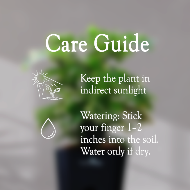 ARALIA PLANT With Self Watering Pot - Homebagh