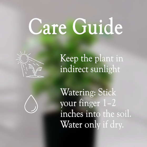 ARALIA PLANT With Self Watering Pot - Homebagh