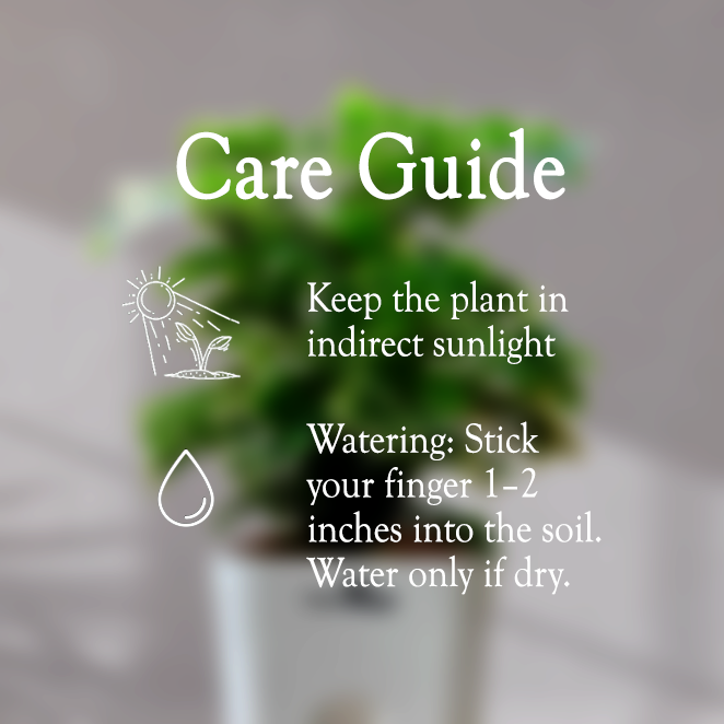 ARALIA PLANT With Self Watering Pot - Homebagh
