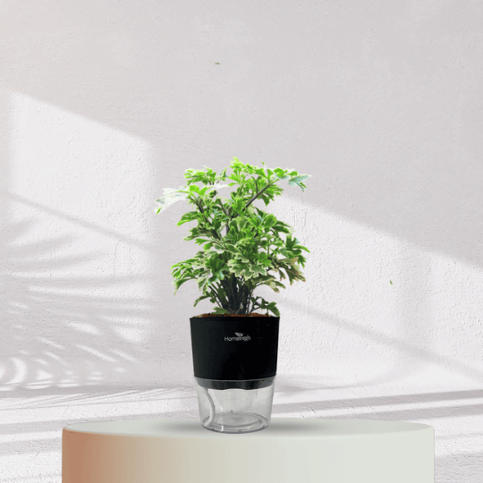 ARALIA PLANT With Self Watering Pot - Homebagh