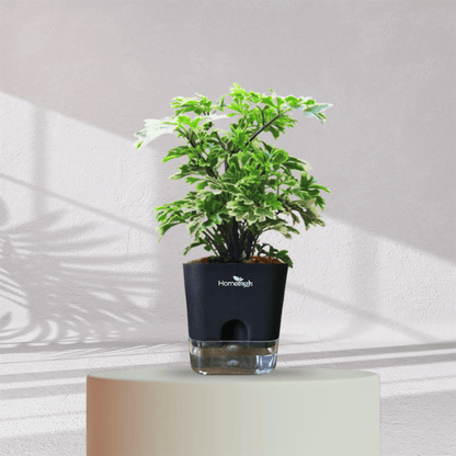 ARALIA PLANT With Self Watering Pot - Homebagh