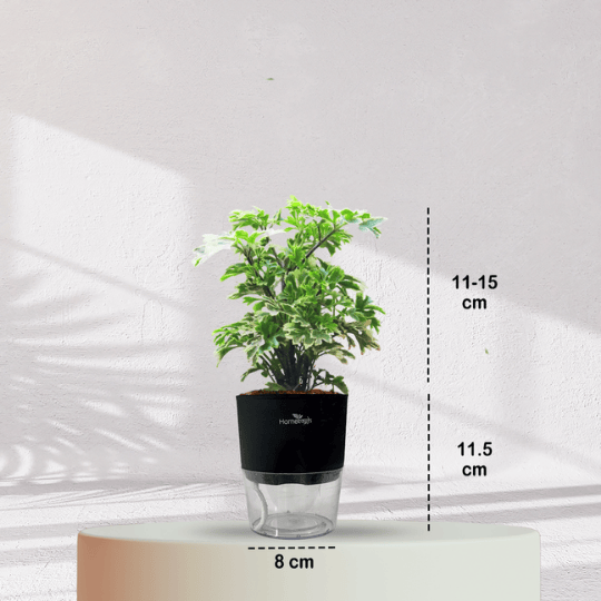 ARALIA PLANT With Self Watering Pot - Homebagh
