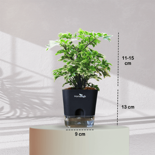 ARALIA PLANT With Self Watering Pot - Homebagh