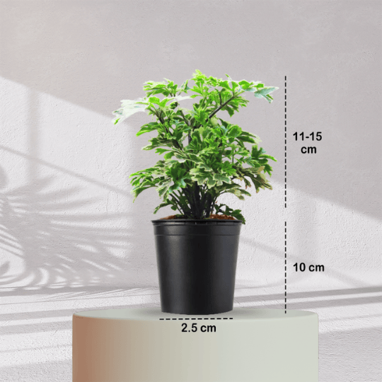 ARALIA PLANT With Self Watering Pot - Homebagh