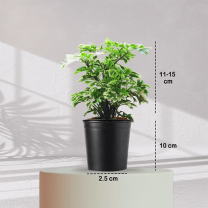 ARALIA PLANT With Self Watering Pot - Homebagh