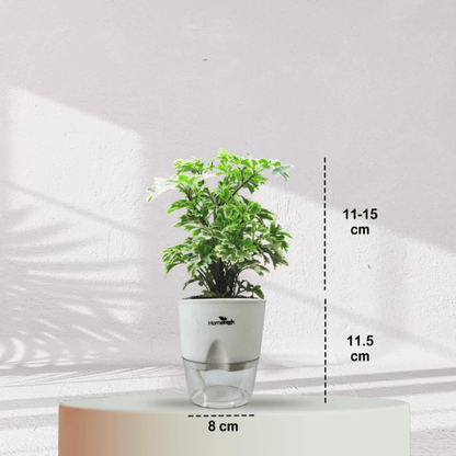 ARALIA PLANT With Self Watering Pot - Homebagh