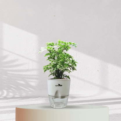 ARALIA PLANT With Self Watering Pot - Homebagh