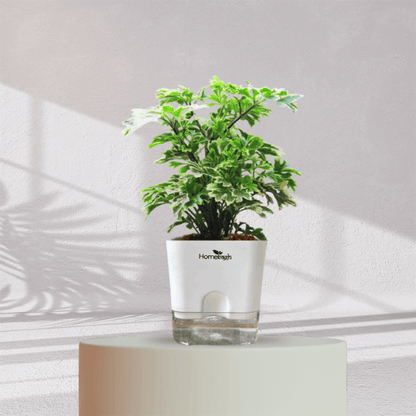 ARALIA PLANT With Self Watering Pot - Homebagh