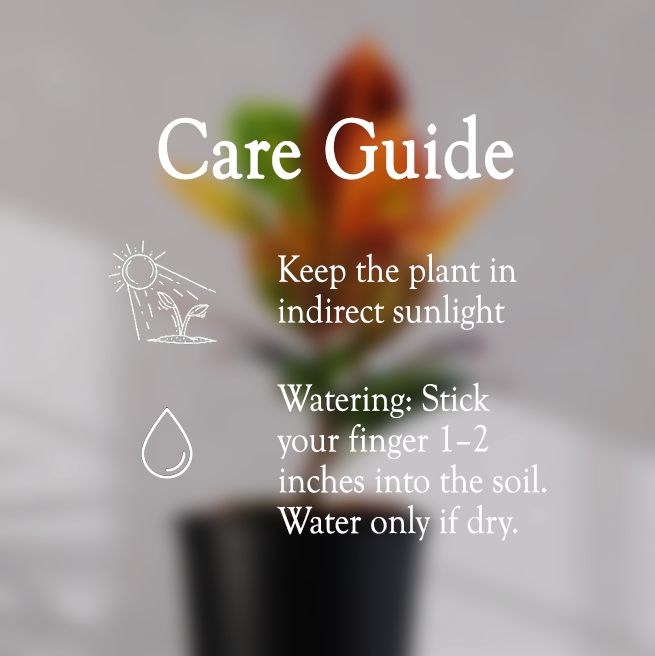 Croton Petra With Self Watering Pot - Homebagh