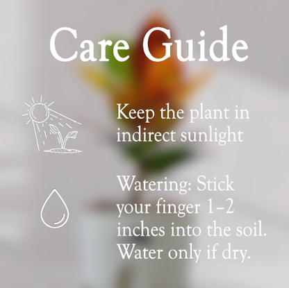 Ficus Fiddle Leaf With Self Watering Pot - Homebagh