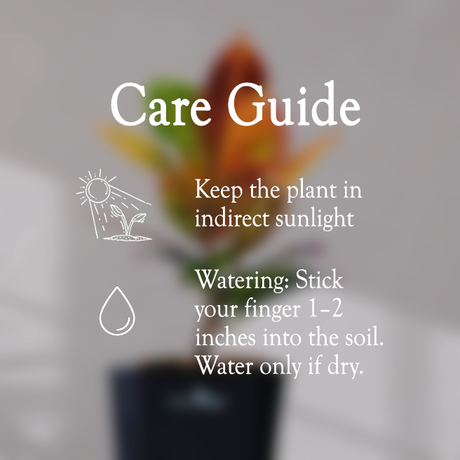 Croton Petra With Self Watering Pot - Homebagh