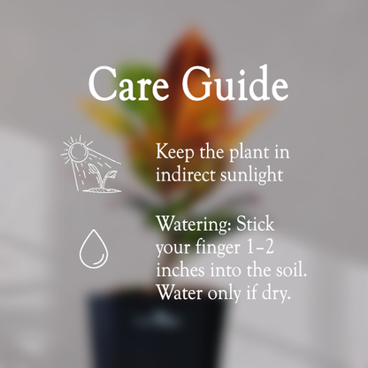 Croton Petra With Self Watering Pot - Homebagh