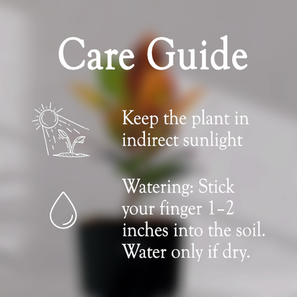 Croton Petra With Self Watering Pot - Homebagh