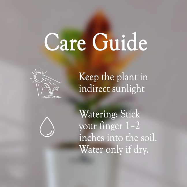 Croton Petra With Self Watering Pot - Homebagh