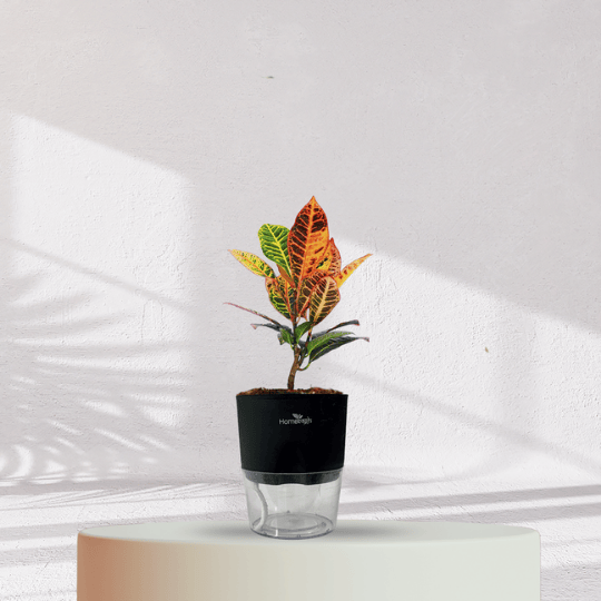 Croton Petra With Self Watering Pot - Homebagh