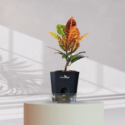 croton plant indoor watering Croton Petra With Self Watering Pot