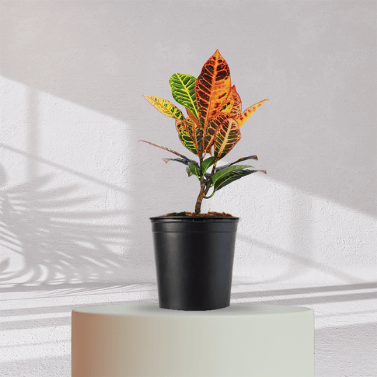 Croton Petra With Self Watering Pot - Homebagh