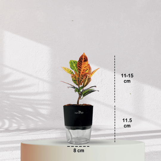 Croton Petra With Self Watering Pot - Homebagh