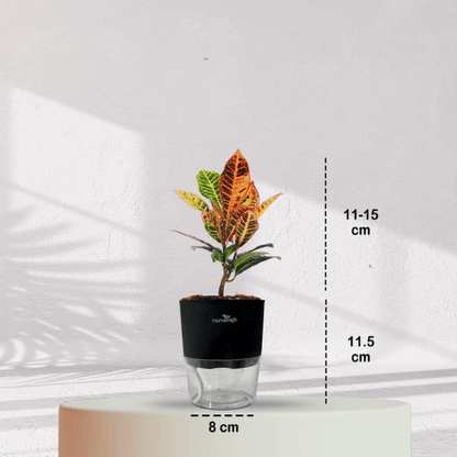 Croton Petra With Self Watering Pot - Homebagh