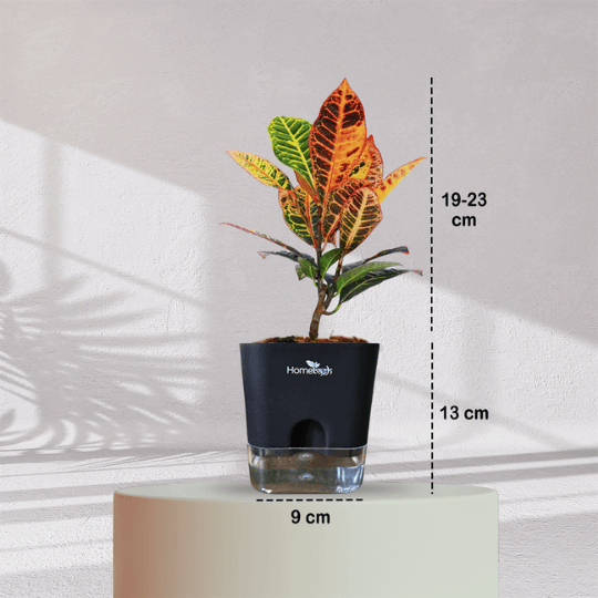 Croton Petra With Self Watering Pot - Homebagh