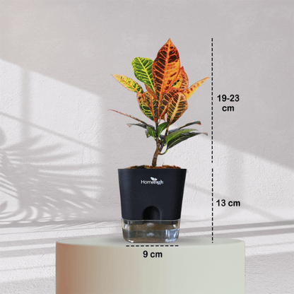 Croton Petra With Self Watering Pot - Homebagh