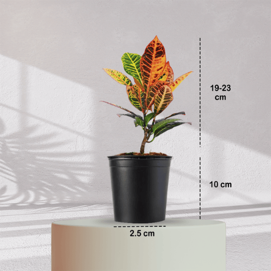 Croton Petra With Self Watering Pot - Homebagh