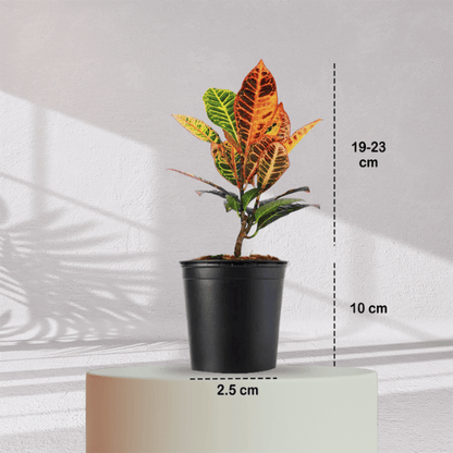 Croton Petra With Self Watering Pot - Homebagh