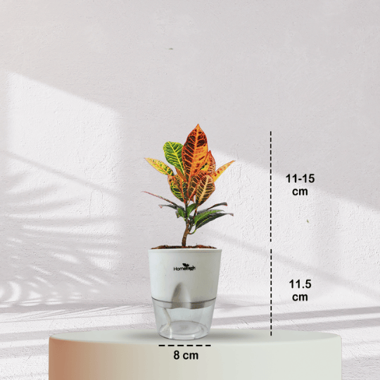 Croton Petra With Self Watering Pot - Homebagh