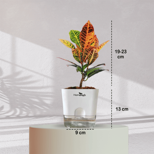Croton Petra With Self Watering Pot - Homebagh