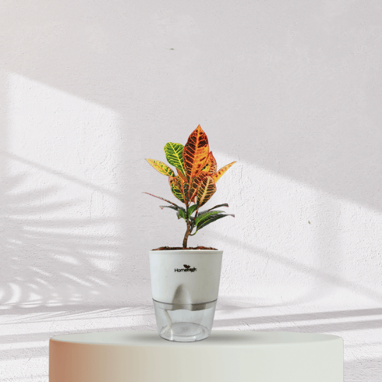 Croton Petra With Self Watering Pot - Homebagh
