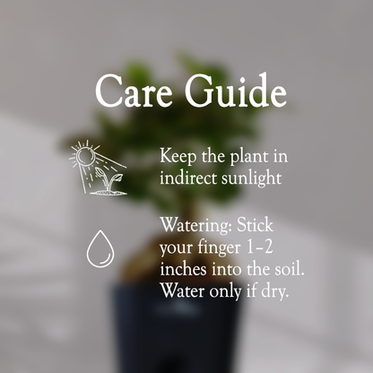 Ficus Bonsai Plant With Self Watering Pot - Homebagh