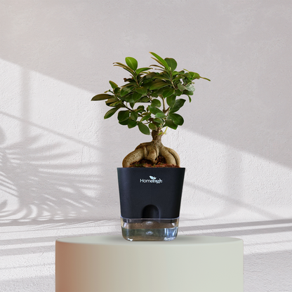 Ficus Bonsai Plant