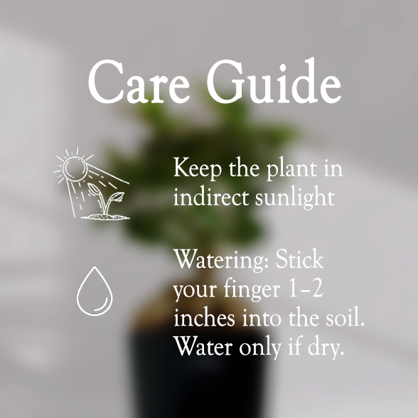 Ficus Bonsai Plant With Self Watering Pot - Homebagh