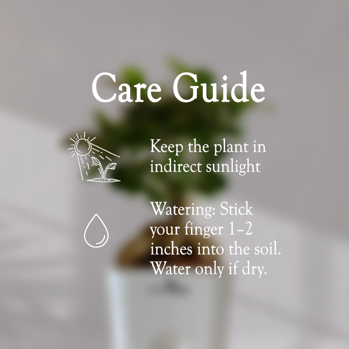 Ficus Bonsai Plant With Self Watering Pot - Homebagh