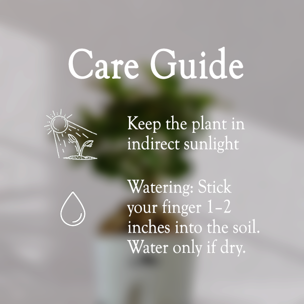 Ficus Bonsai Plant With Self Watering Pot - Homebagh