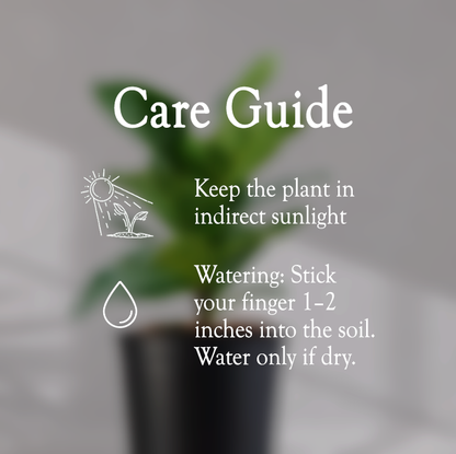 Ficus Fiddle Leaf With Self Watering Pot - Homebagh